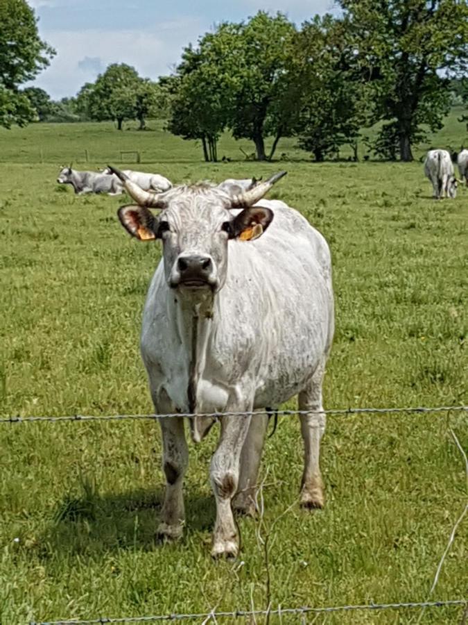 Willa L'Oeil De Carcassonne Caudebronde Zewnętrze zdjęcie
